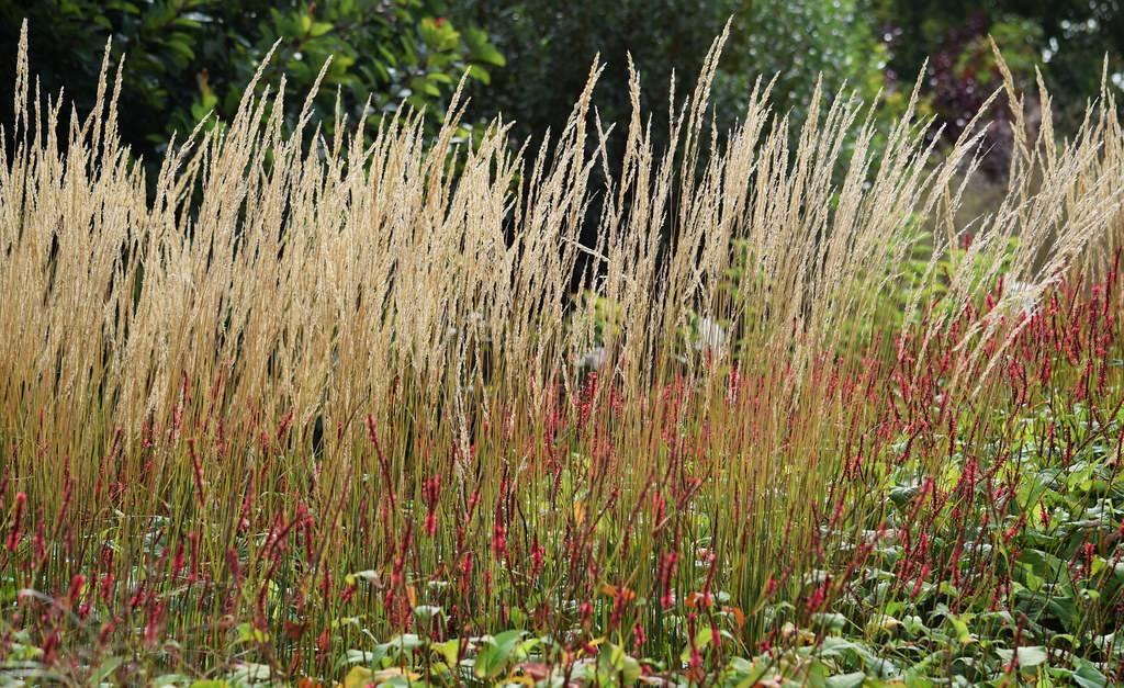 feather reed grass
