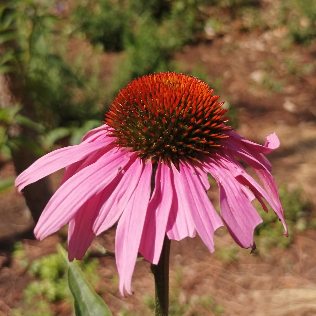 purple coneflower